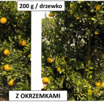 Pomarancze_oranges_diatomaceous_okrzemkowa_agri_plant_trees-624x397