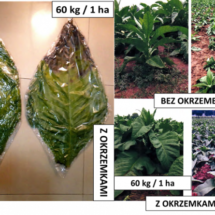 Tyton_tobacco_diatomaceous_okrzemkowa_agri_plant-624x445
